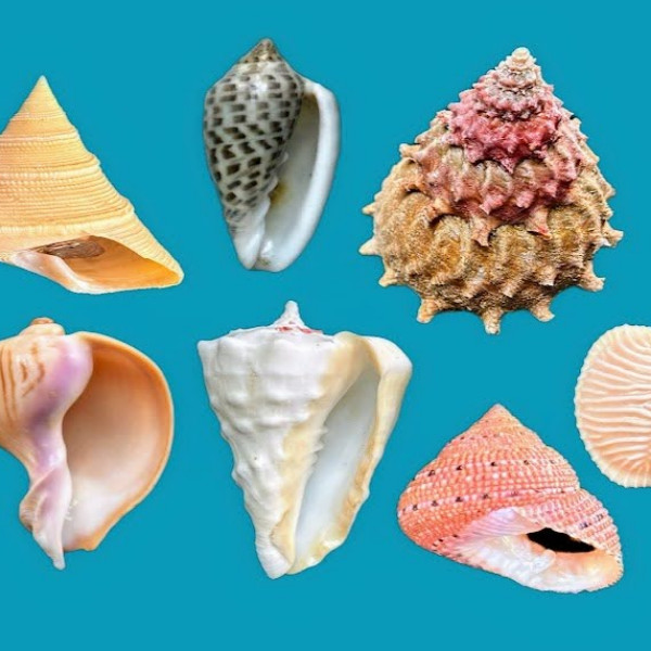 Gastropoda