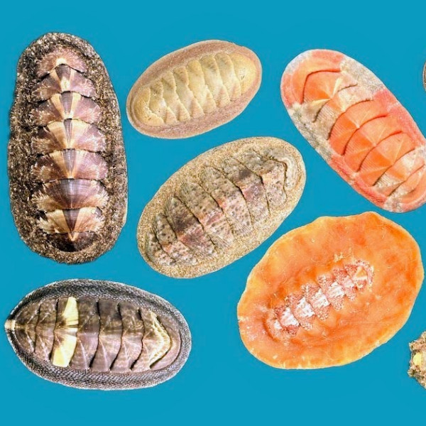 Polyplacophora