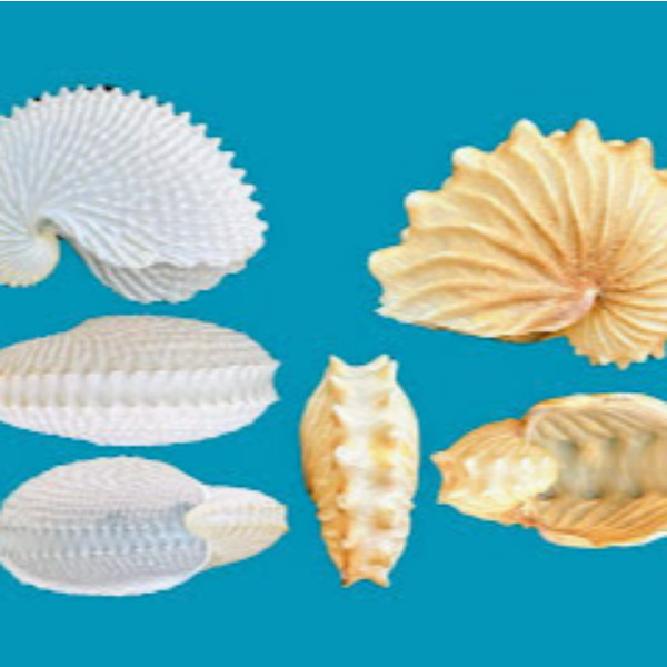 Cephalopoda