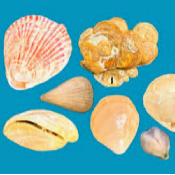 Brachiopoda