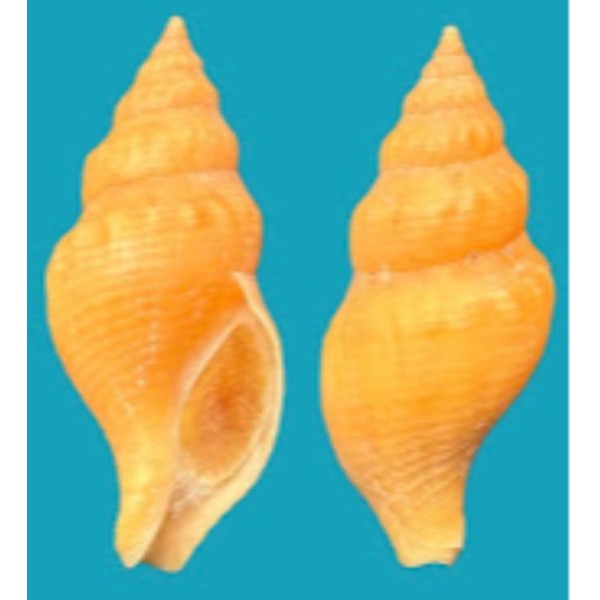 Buccinidae