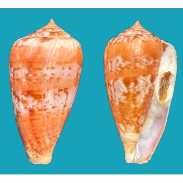 Conidae