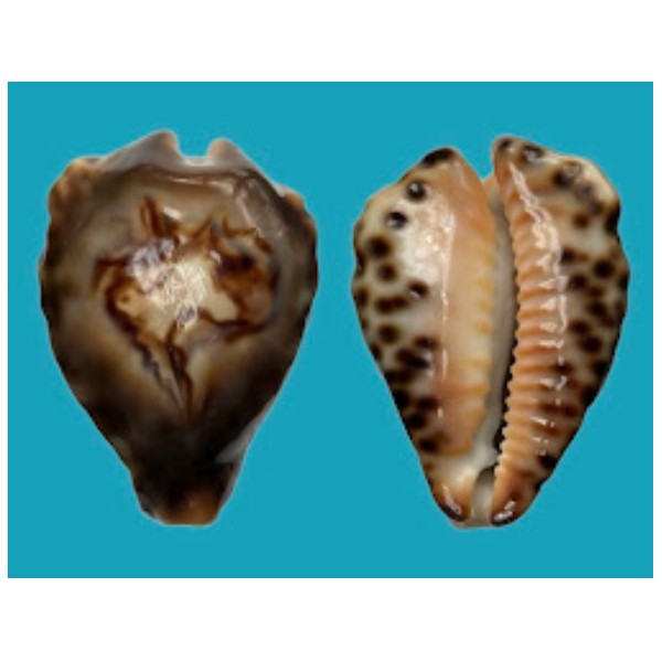 Cypraeidae