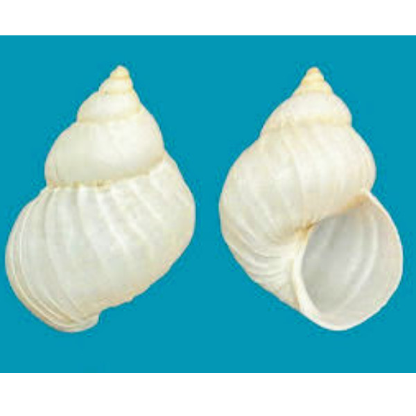 Epitoniidae