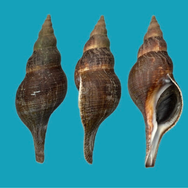 Fasciolariidae