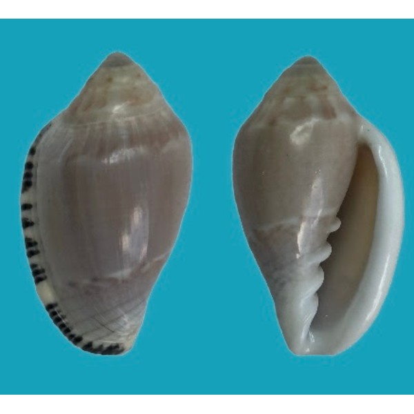 Marginellidae