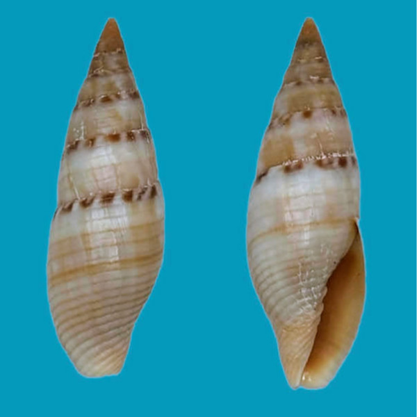 Mitridae