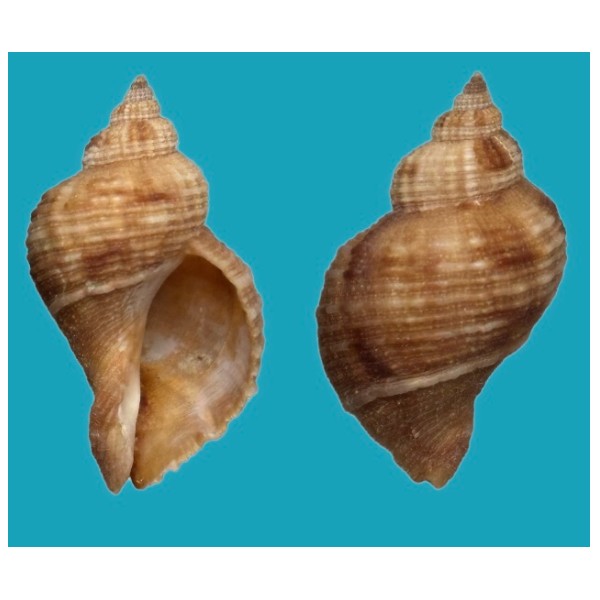 Muricidae