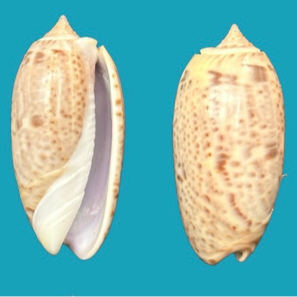 Olividae
