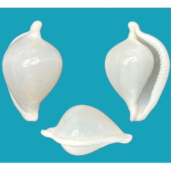 Ovulidae