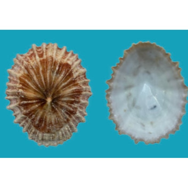 Patellidae