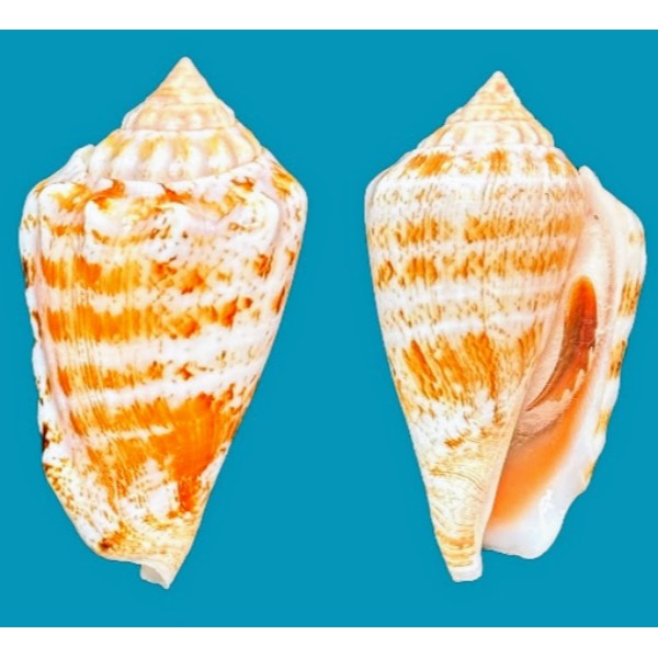 Strombidae