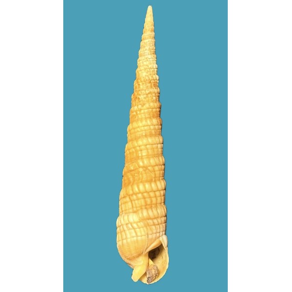 Terebridae