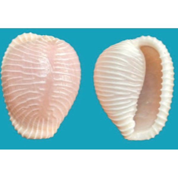 Triviidae
