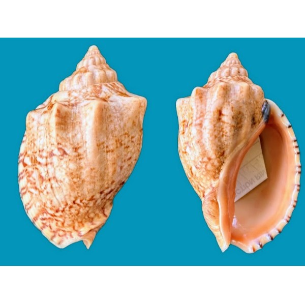 Volutidae