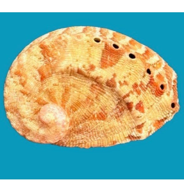 Haliotidae