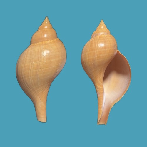 Fasciolaria hollisteri